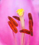 Tulips - springtime beauties