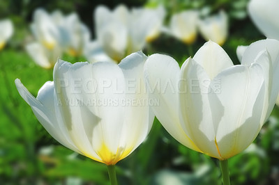 Buy stock photo Flowers, tulips and garden for outdoor nature, blossom and peace or floral field. Plant, petal and growth in countryside or landscape, ecosystem and botany for sustainable environment on farm