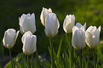 Tulips - springtime beauties