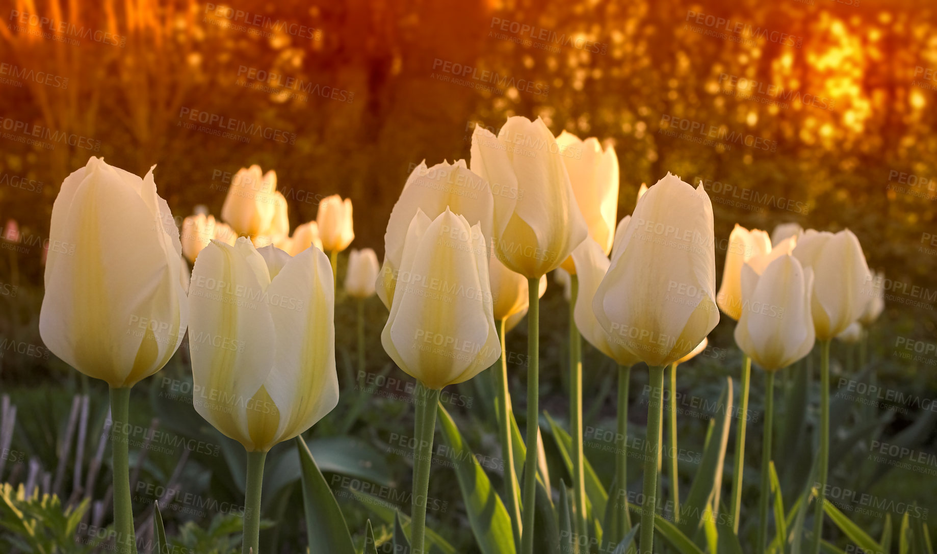 Buy stock photo Closeup, yellow Tulips or flower outdoor in sunset for growing, gardening and decoration bouquet. Leaf, blossom and floral plant in nature for season change, horticulture or florist with bright color