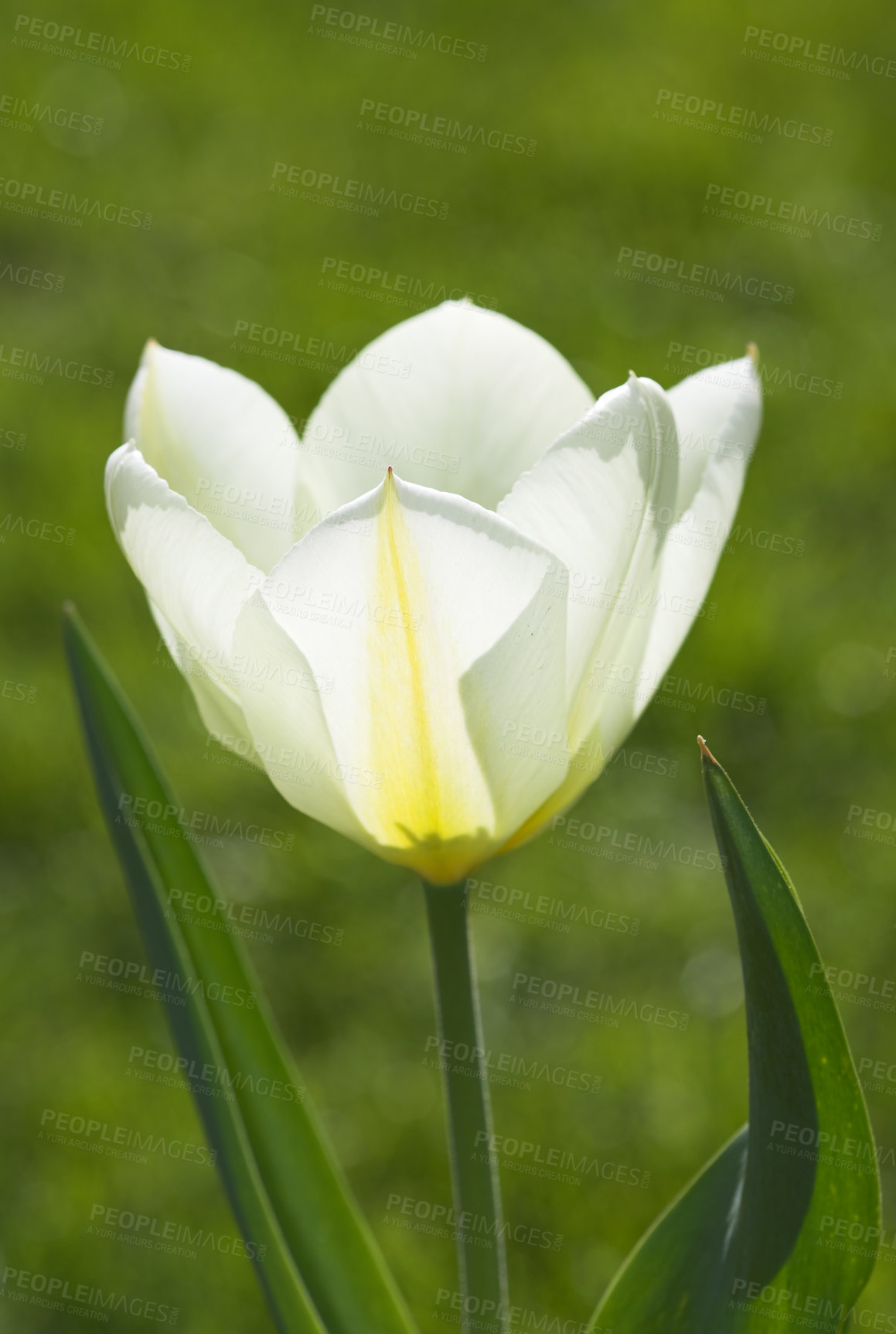 Buy stock photo Tulips in springtime