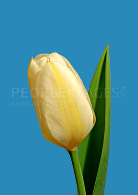 Buy stock photo Closeup, yellow Tulips or flower with blue sky for growing, gardening and romantic bouquet for love. Leaf, blossom and floral plant in nature for season change, gift or florist with bright color