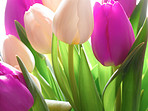 Tulips - springtime beauties