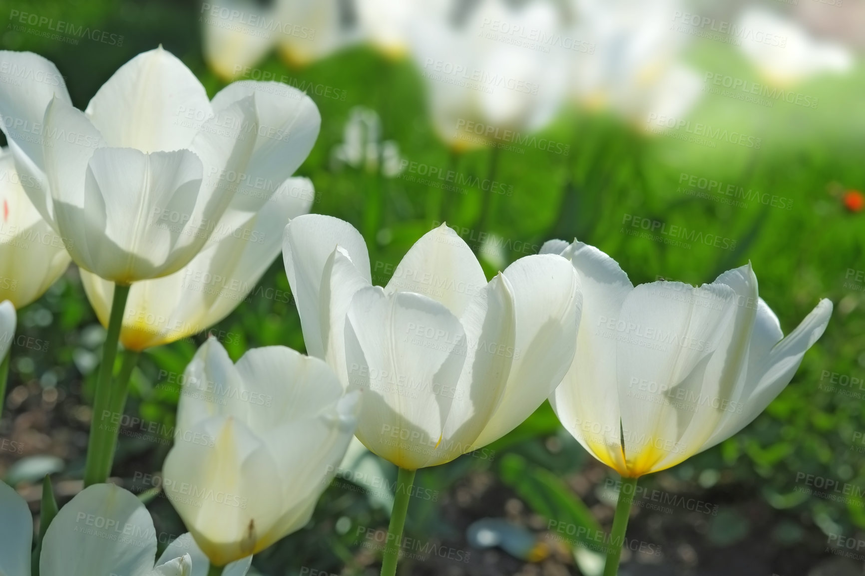 Buy stock photo Flowers, tulips and growth outdoor in nature, blossom and peace or floral field. Plant, petal and soil in countryside or landscape, ecosystem and botany for sustainable environment on farm in spring