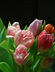 Tulips - springtime beauties