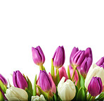 Tulips - springtime beauties