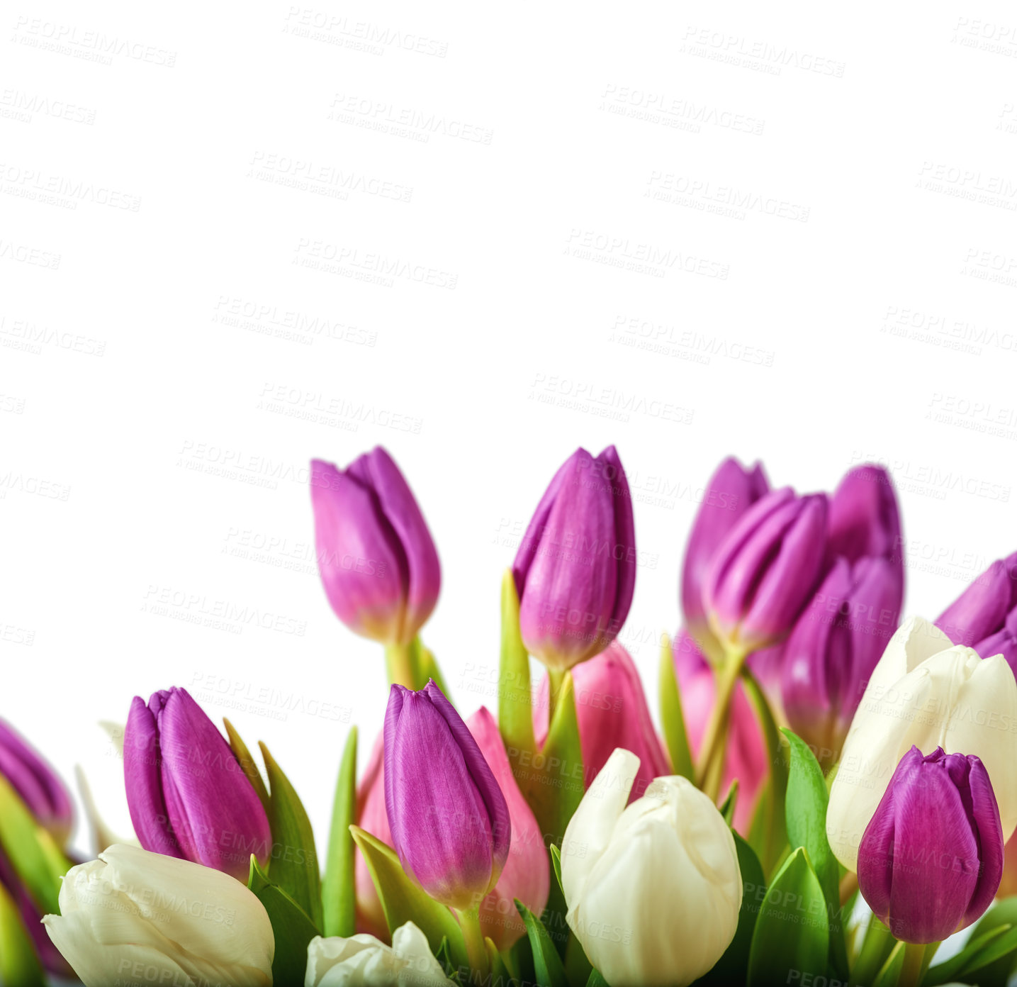 Buy stock photo Tulips in springtime