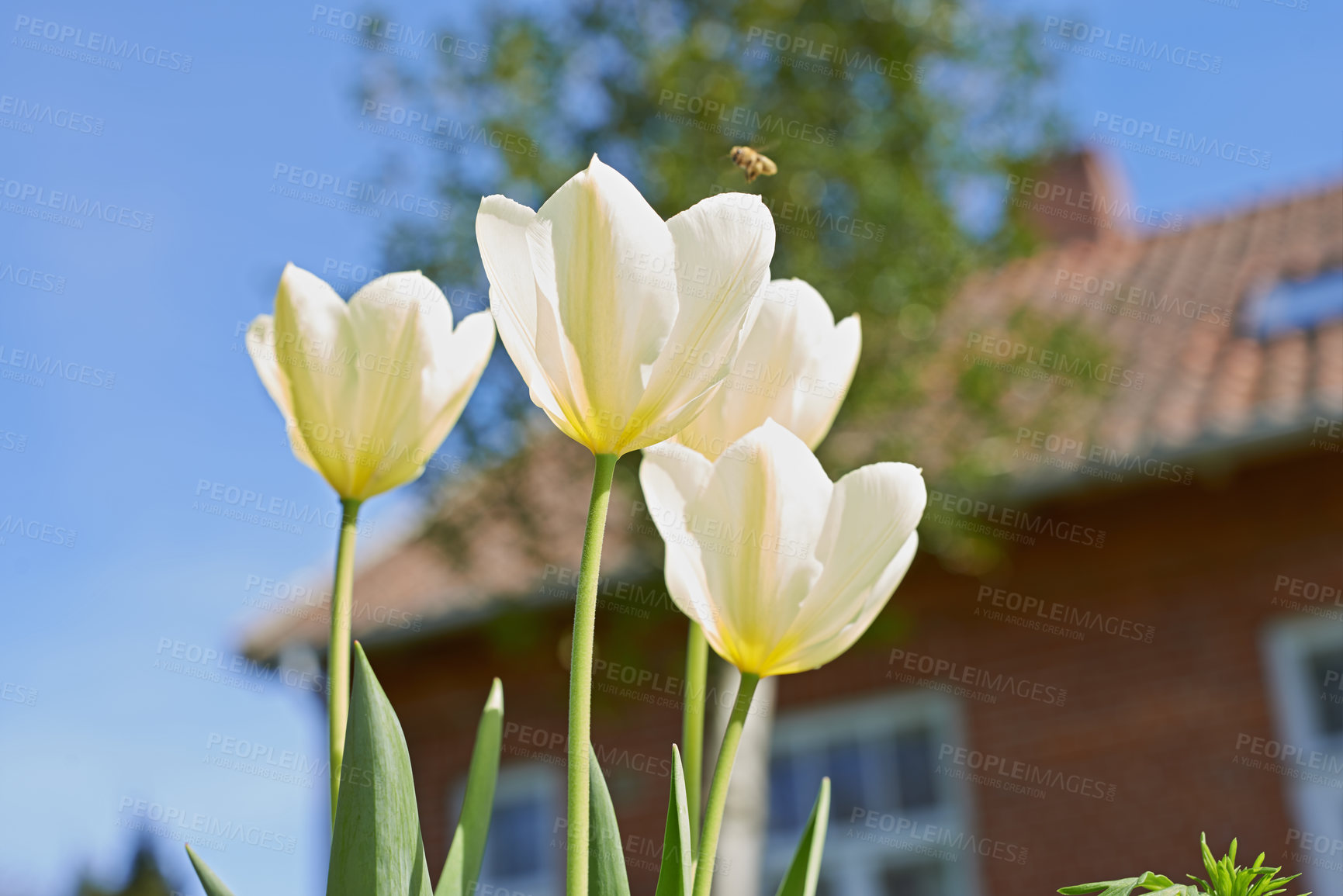 Buy stock photo Flowers, tulips and garden outdoor by house, blossom and peace or floral field. Plant, petal and growth in countryside or landscape, ecosystem and botany for sustainable environment or nature in farm