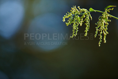 Buy stock photo Nature, trees and bud in garden for flora, blooming and zen in season in mockup space. Branch, earth and wallpaper in springtime for green, plants or outdoor landscape as background or botany texture