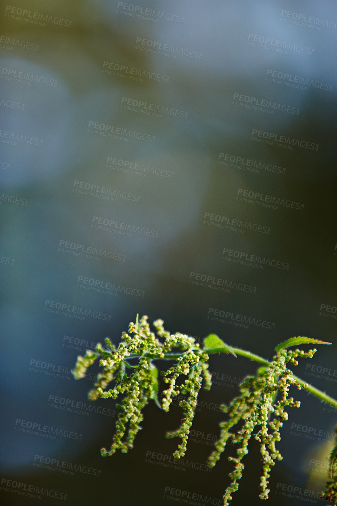 Buy stock photo Wallpaper, nature and trees with bud in garden for flora, colorful display and season. Morning, earth and flowers in springtime for green, plants and outdoor landscape as background or botany texture