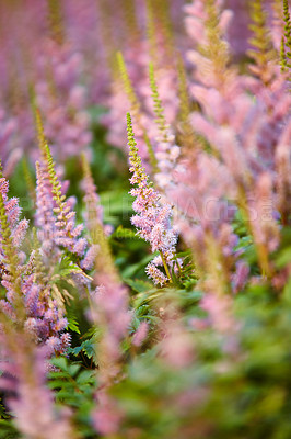 Buy stock photo Flowers, nature and Chinese astilbe in garden for flora, colorful display and season as wallpaper. Trees, earth and botany texture in springtime for green, plants and outdoor landscape as background