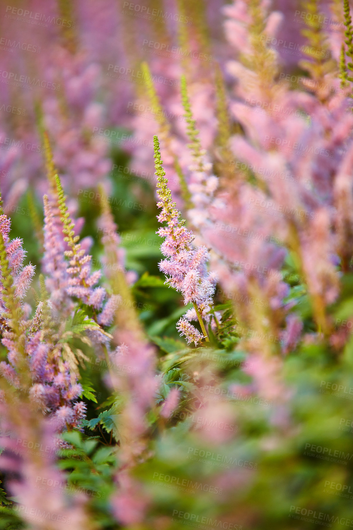 Buy stock photo Flowers, nature and Chinese astilbe in garden for flora, colorful display and season as wallpaper. Trees, earth and botany texture in springtime for green, plants and outdoor landscape as background