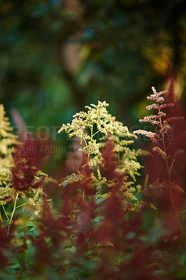 Buy stock photo Flowers, nature and Chinese astilbe in ecology for flora, colorful display and garden as wallpaper. Trees, earth and botany texture in springtime for green, plants and outdoor landscape as background