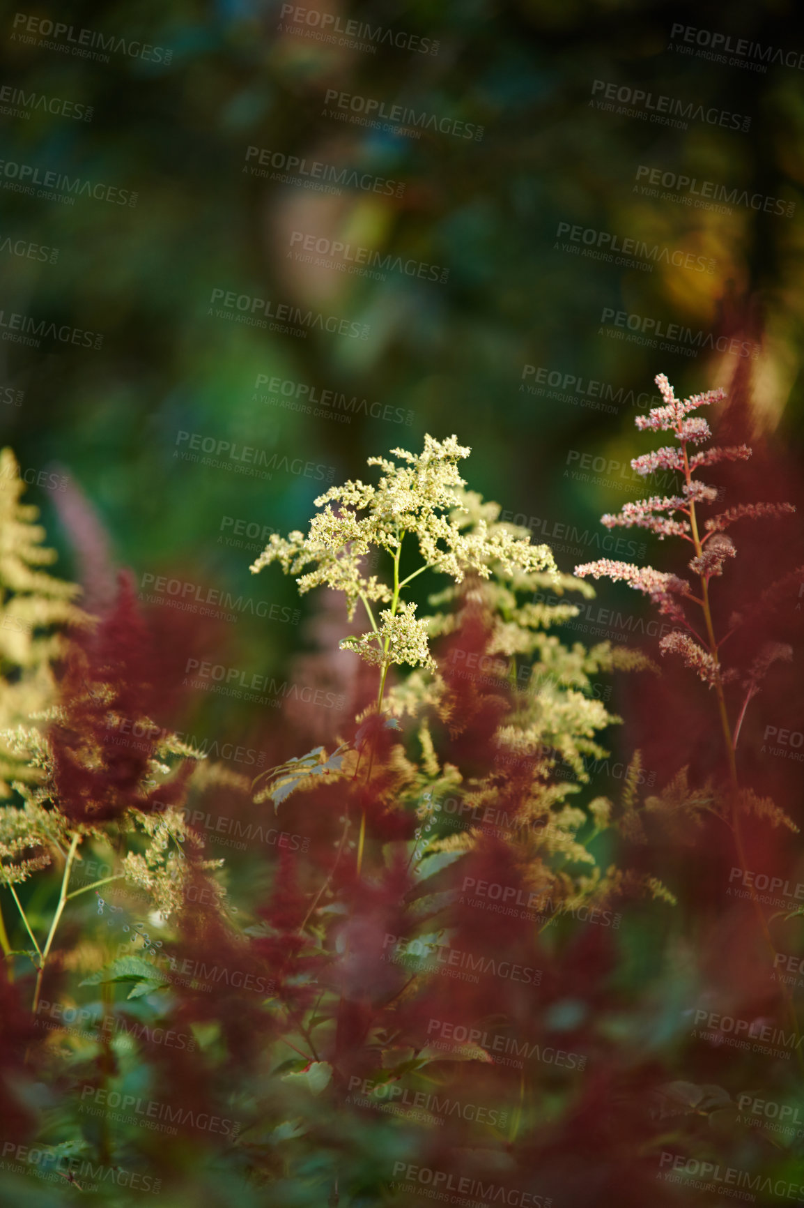 Buy stock photo Flowers, nature and Chinese astilbe in ecology for flora, colorful display and garden as wallpaper. Trees, earth and botany texture in springtime for green, plants and outdoor landscape as background