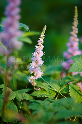 Buy stock photo Nature, environment and garden with plants in summer for eco friendly, ecology and natural botany. Outdoor, leaves and floral flowers with astilbe chinensis for sustainability, blossom and growth