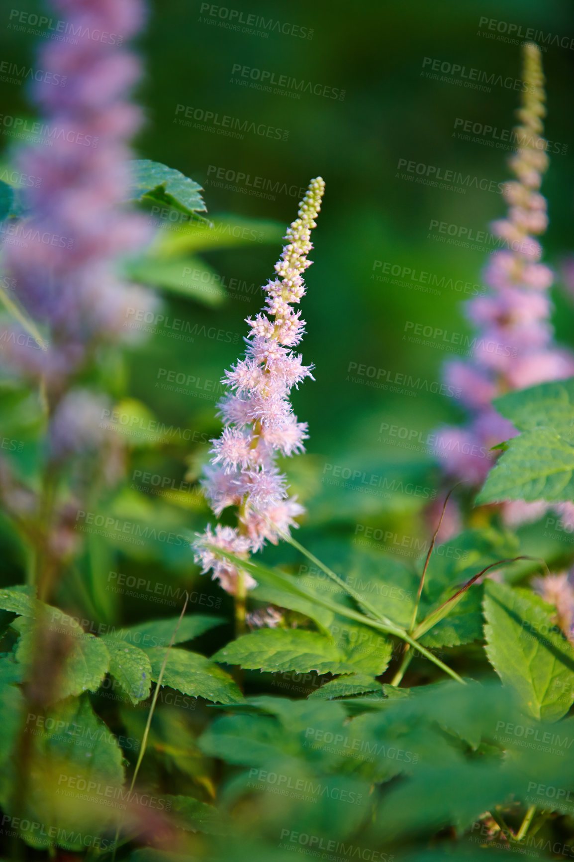 Buy stock photo Nature, environment and garden with plants in summer for eco friendly, ecology and natural botany. Outdoor, leaves and floral flowers with astilbe chinensis for sustainability, blossom and growth