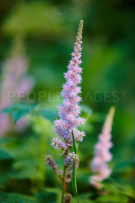 Buy stock photo Leaves, environment and garden with plants in summer for eco friendly, ecology and natural botany. Outdoor, garden and floral flowers with astilbe chinensis for sustainability, blossom and growth