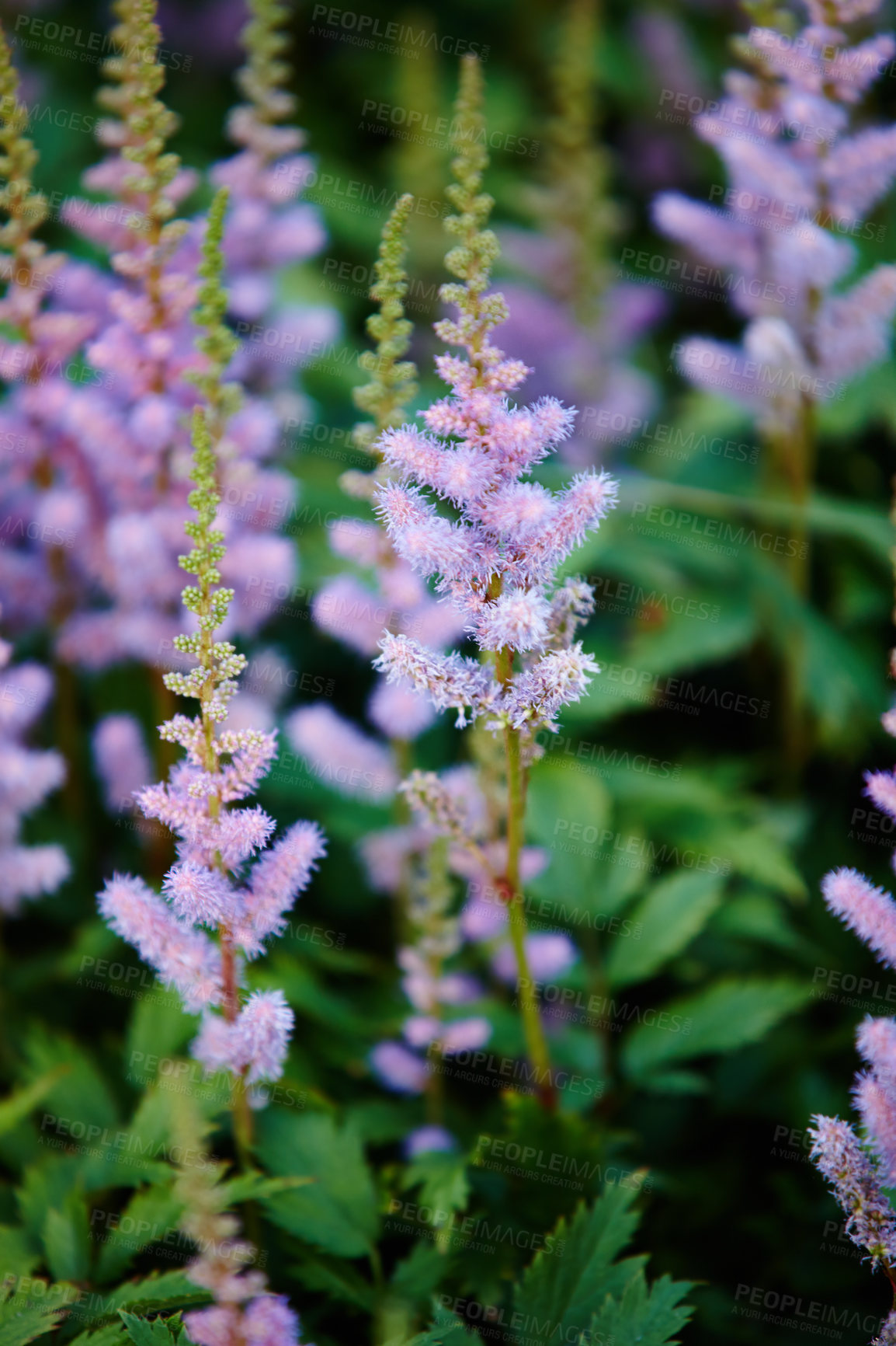 Buy stock photo Outdoor, environment and garden with flowers in summer for eco friendly, botany and natural ecology. Nature, leaves and floral plants with astilbe chinensis for sustainability, blooming and growth