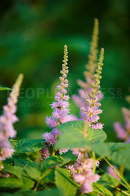 Buy stock photo Outdoor, environment and garden with plants in summer for eco friendly, ecology and natural botany. Nature, leaves and floral flowers with astilbe chinensis for sustainability, blooming and growth