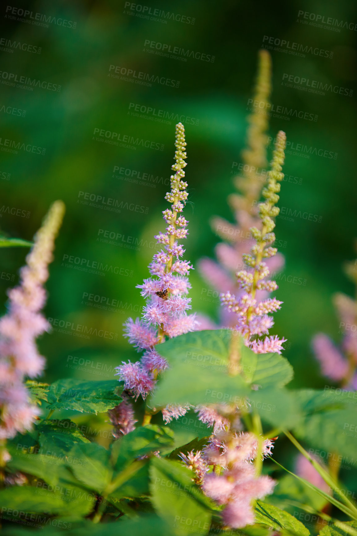 Buy stock photo Outdoor, environment and garden with plants in summer for eco friendly, ecology and natural botany. Nature, leaves and floral flowers with astilbe chinensis for sustainability, blooming and growth