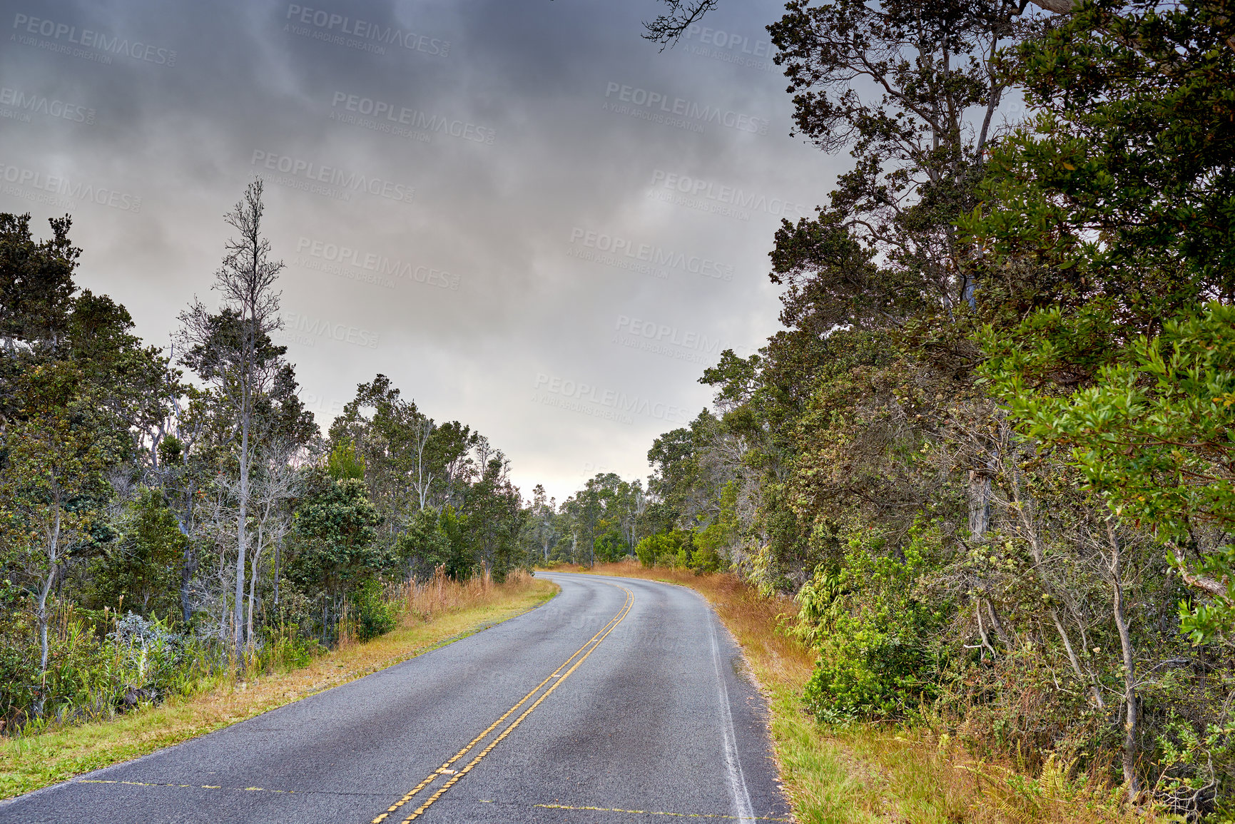 Buy stock photo A road through a forest in Hawaii, USA with a cloudy sky background and copyspace. Scenic views of a woodland landscape on a cold winter's day. Tall trees growing next to ecological life 