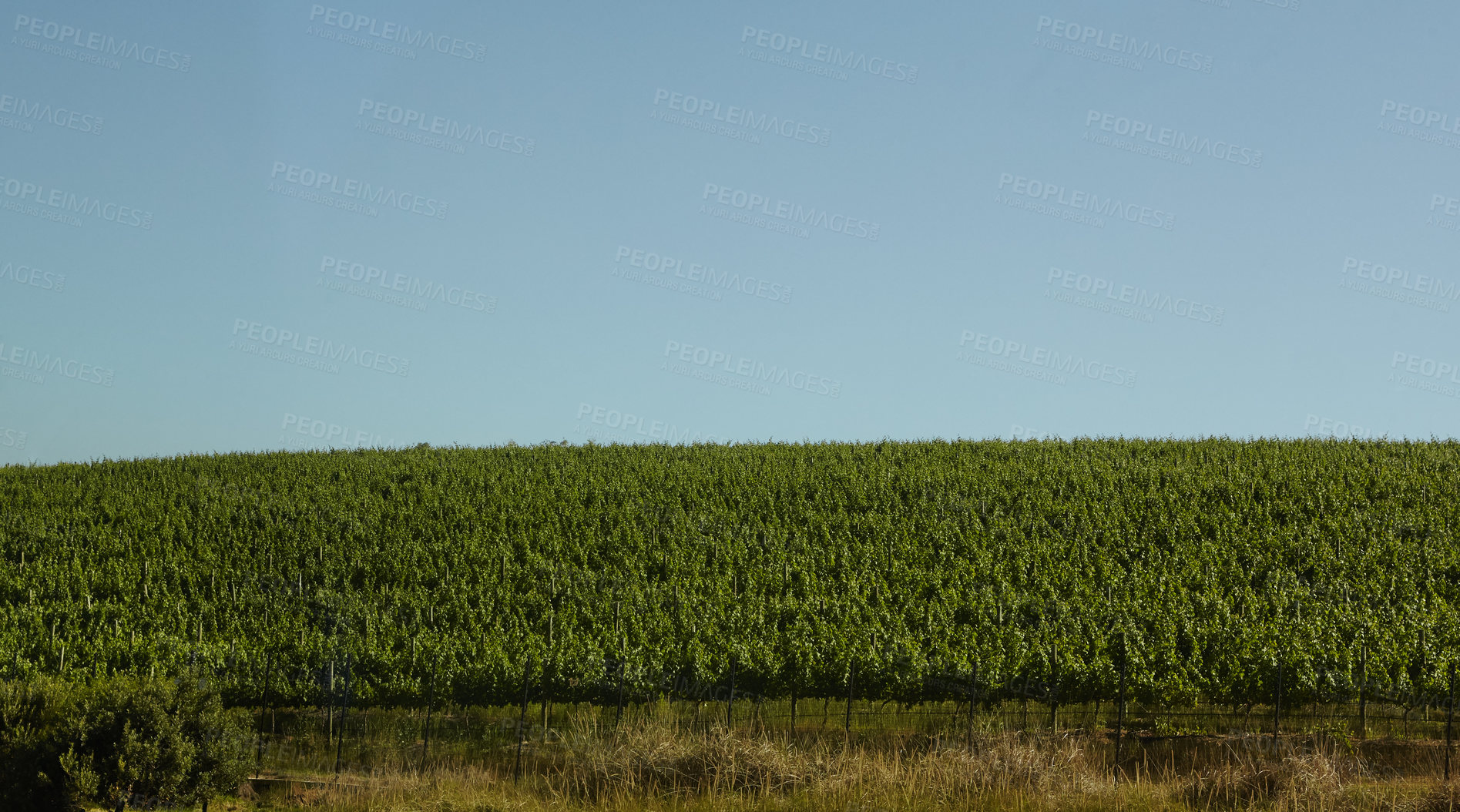 Buy stock photo Blue sky, field or vineyard with crop for farming, agriculture or sustainability with growth outdoor. Countryside, landscape or environment with plants for wine production, nature or harvest in Italy