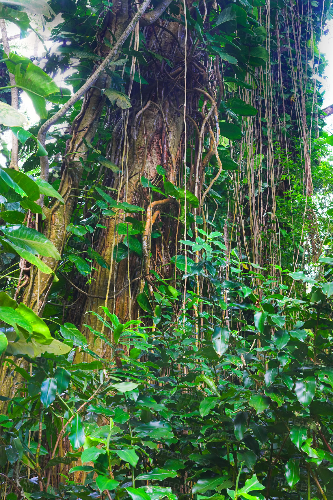 Buy stock photo Tall tree with wild vines and shoots growing in a green forest in Hawaii, USA. A peaceful rainforest in nature with scenic views of natural patterns and textures, zen and beauty hidden in a jungle 