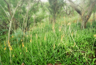 Buy stock photo Tropical field in the Hawaiian rainforest of Oahu. Lush green forest wilderness in Hawaii. Native wild nature in a mysterious landscape. Journey of hidden discovery on hiking trail while exploring