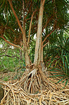 Wilderness - inside Koko Head Crater