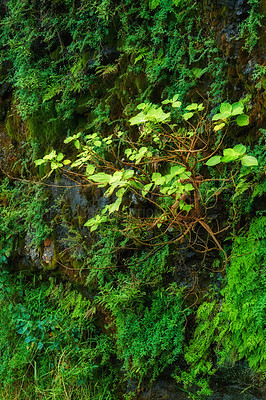 Buy stock photo Green plants growing in a jungle in Hawaii, USA with copyspace. Large overgrown wilderness in a forest landscape and copy space. Tropical ecological rainforest tree in moist woods in summertime 