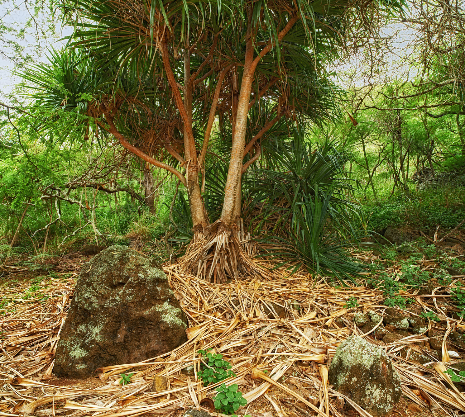 Buy stock photo Tropical trees in Hawaiian rainforest of Oahu. Lush green wilderness in Hawaii. Native wild nature in a mysterious landscape. Journey of hidden discovery on hiking trail while exploring the jungle