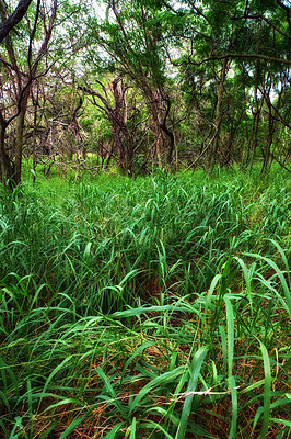 Buy stock photo Larges trees growing in a lush green jungle in Hawaii, USA. Forest landscape with ecological details on a field or in a rain forest. Vibrant grass growing in in a tropical moist rainforest in summer