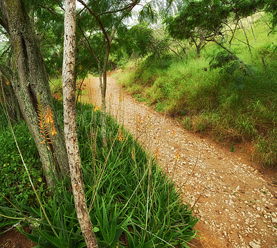 Buy stock photo Vibrant wilderness, inside the crater of Koko Head, Oahu, Hawaii. Koko head hike trail lookout mountain on Hawaii tropical island, beauty in nature, the perfect scenic wallpaper