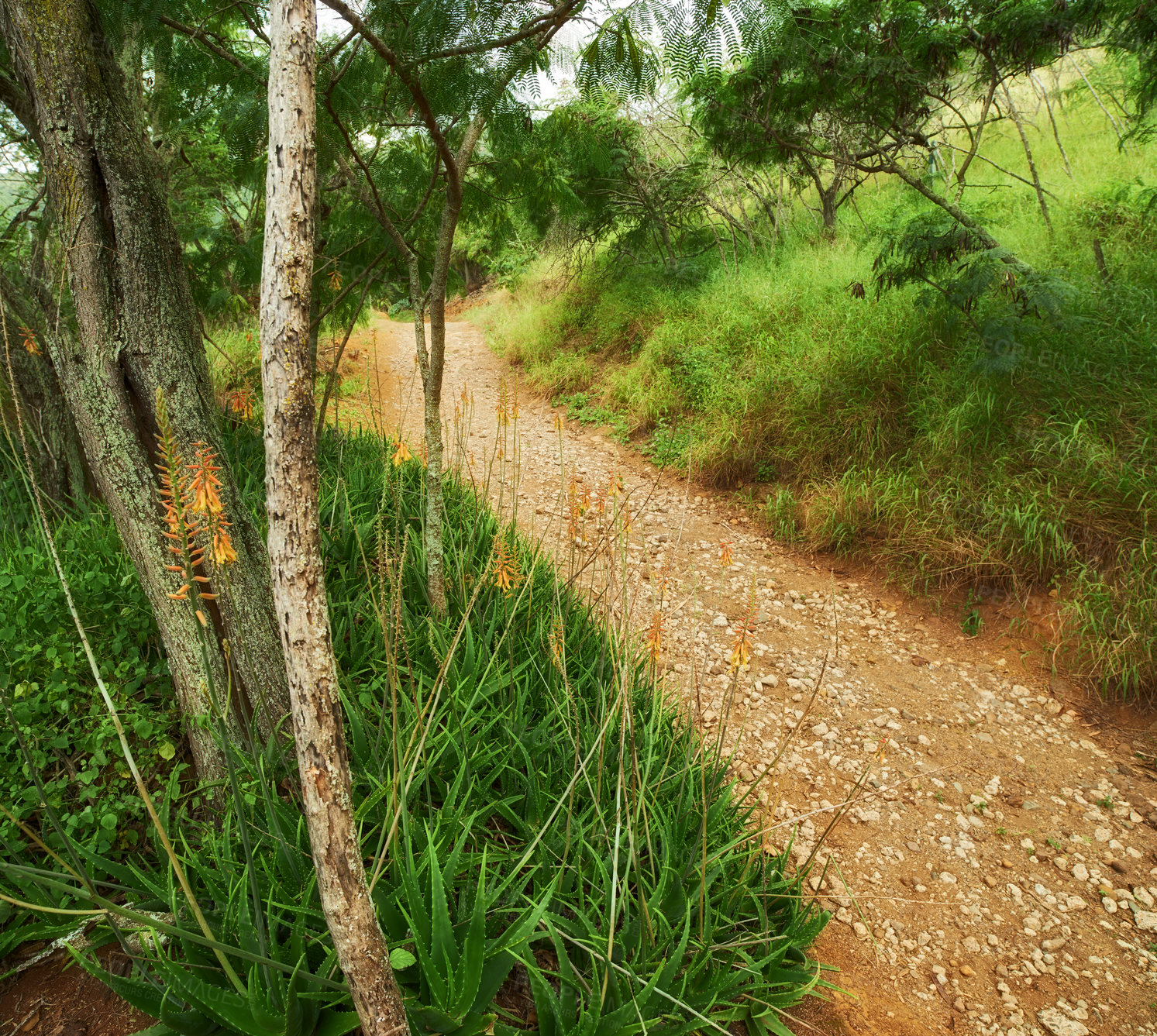 Buy stock photo Vibrant wilderness, inside the crater of Koko Head, Oahu, Hawaii. Koko head hike trail lookout mountain on Hawaii tropical island, beauty in nature, the perfect scenic wallpaper