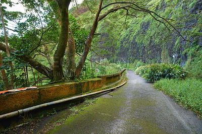 Buy stock photo Abandoned mountain road in a rainforest. Native indigenous forests of Oahu near the old Pali Highway Crossing in Hawaii. Overgrown wilderness in a mysterious landscape. Hidden wonders on hiking trail