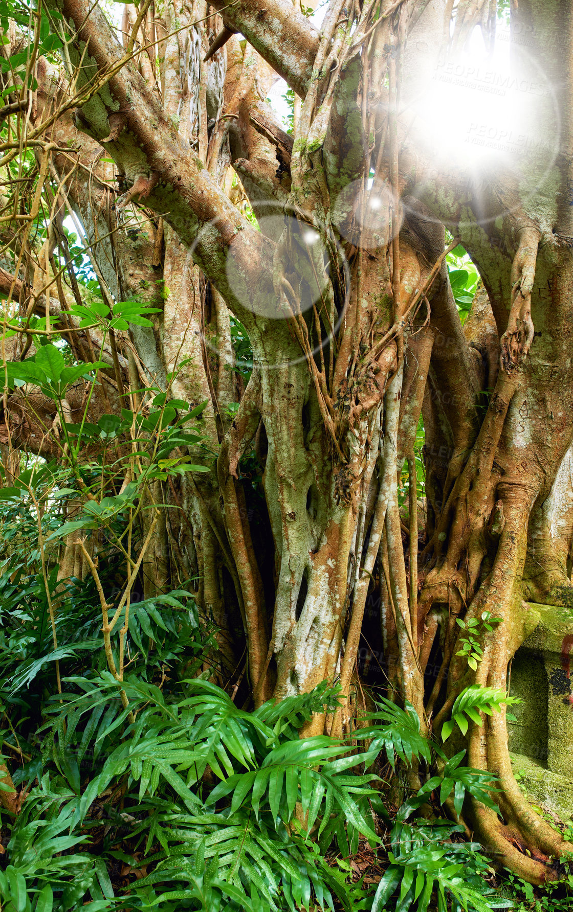 Buy stock photo Banyan trees of Oahu on a sunny day. Overgrown wilderness, vines and bushes in a rain forest in Hawaii. Native wild fig trees in a mysterious landscape. Hidden wonder on hiking trails on vacation