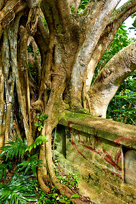 Buy stock photo Closeup of an abandoned mountain road in a rainforest. Native indigenous forests of Oahu near the old Pali Highway Crossing in Hawaii. Overgrown wilderness in a mysterious hiking trail landscape