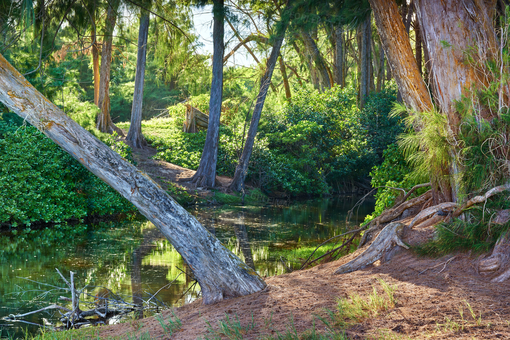 Buy stock photo A pond in a forest or jungle with tall green trees in Hawaii, USA. A peaceful rainforest and scenic views in nature with a stream flowing through it where you can find zen, harmony and beauty