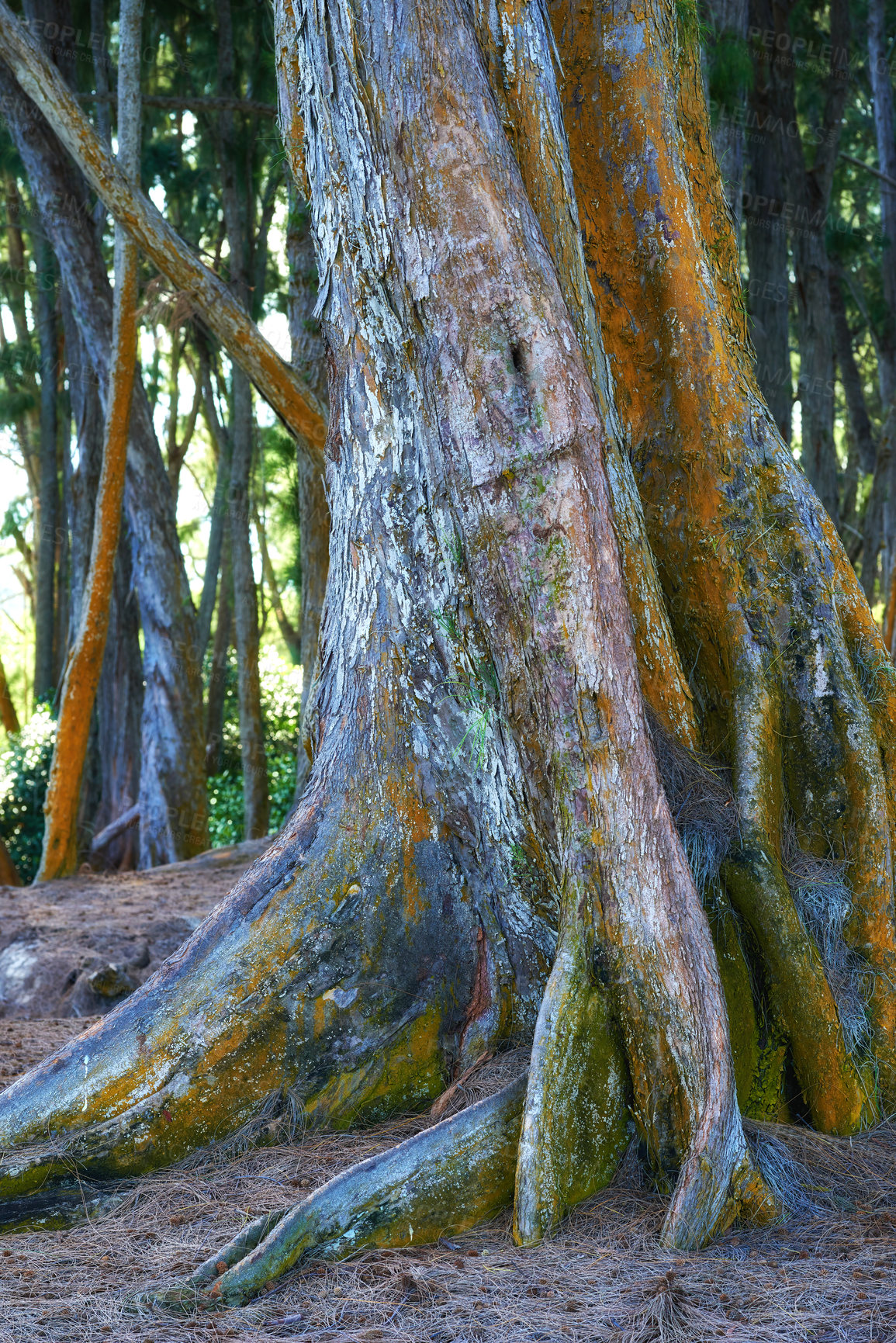 Buy stock photo A big tree trunk in the jungle in summer. Low angle of an old tree bark in a wild mysterious forest. Nature landscape of a Banyan tree during the day in Waikiki, Honolulu Hawaii, USA