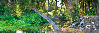 Buy stock photo Wallpaper, green and river in forest with grass for ecology, environment and conservation in Hawaii. Woods, nature and ecosystem for sustainability, biodiversity and rainforest for restoration banner