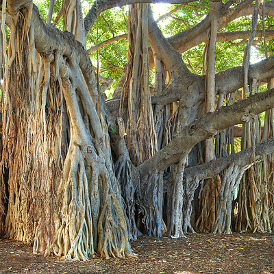 Buy stock photo Big banyan tree growing wild in a jungle with overgrown vines and branches. Natural zen forest of hidden beauty, harmony and peaceful ambience. Soothing patterns in the woods or rainforest of Hawaii