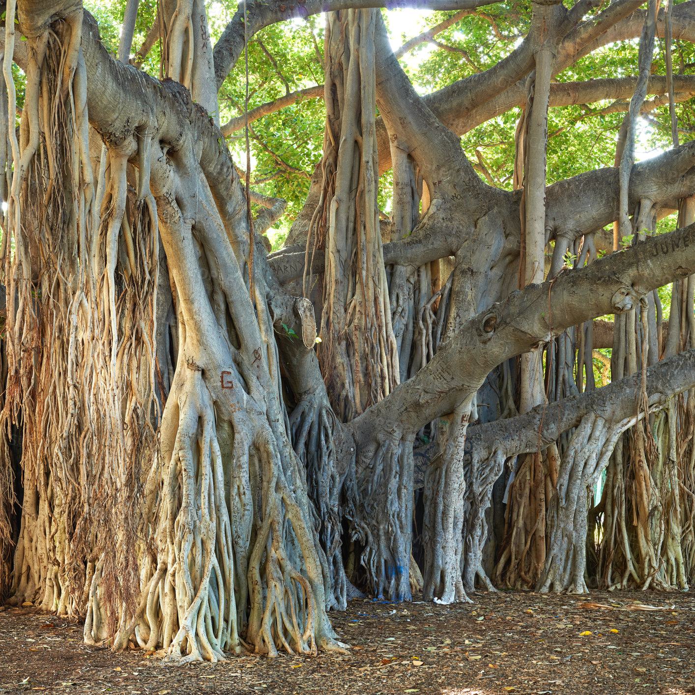 Buy stock photo Big banyan tree growing wild in a jungle with overgrown vines and branches. Natural zen forest of hidden beauty, harmony and peaceful ambience. Soothing patterns in the woods or rainforest of Hawaii