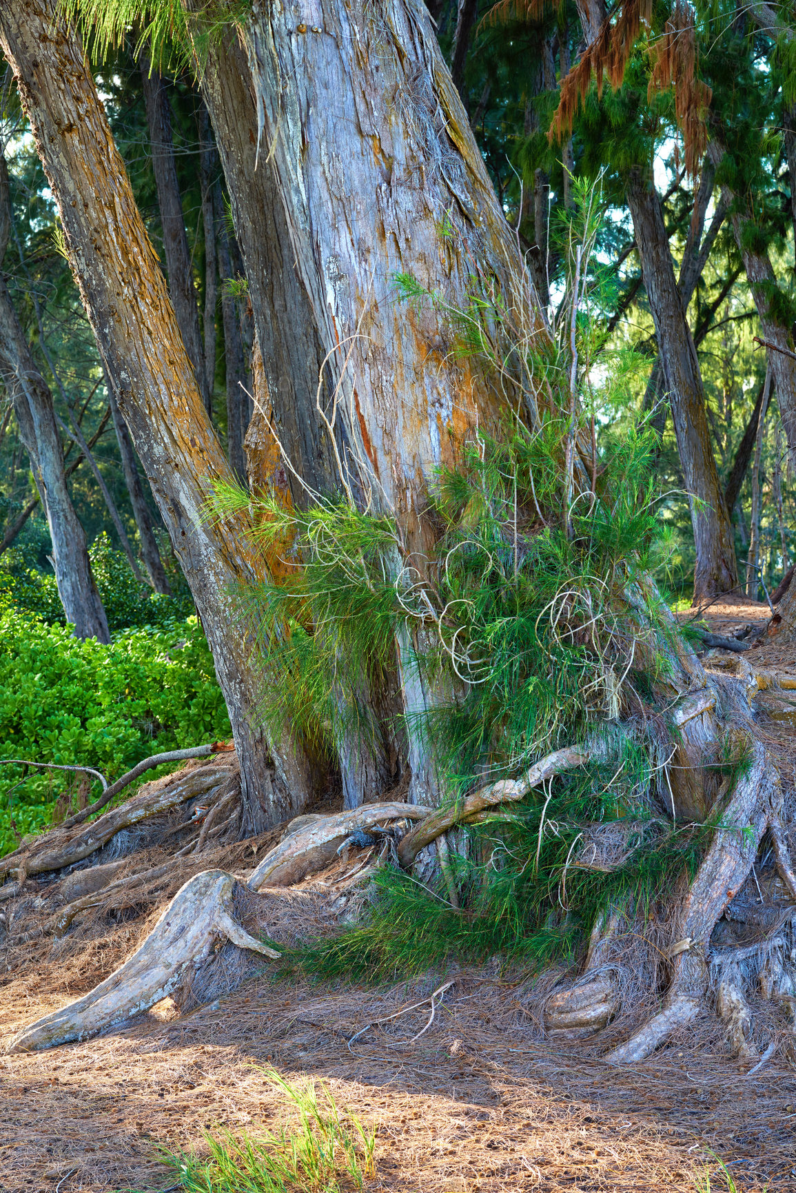 Buy stock photo Tall tree with wild shoots in a green rainforest in Hawaii, USA on a sunny day. Quiet nature with scenic views of a jungle, soothing peace with bushes and hidden beauty in old, leafy native trees 