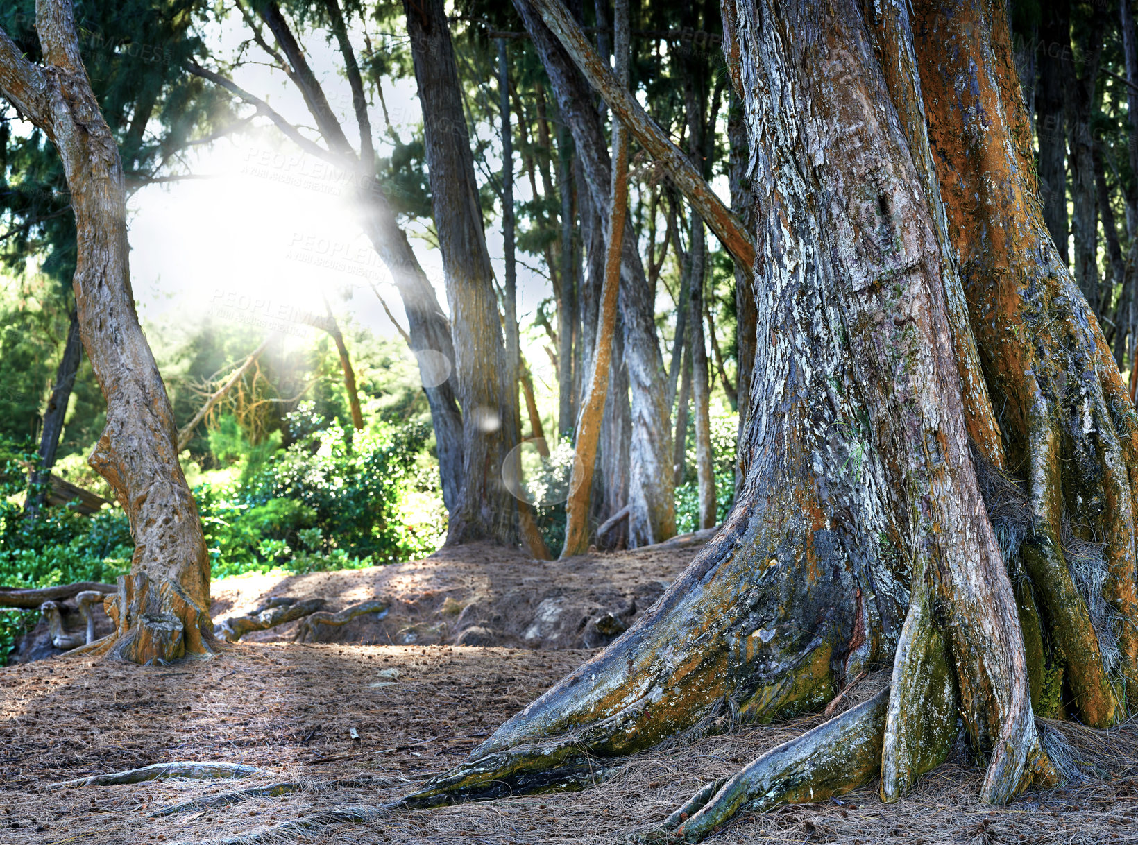 Buy stock photo Bright sun shining through a tropical rainforest in Hawaii, peaceful green nature in a lush forest of quiet beauty. Lensflare and tall native trees in a jungle, remote wild zen bushes and harmony