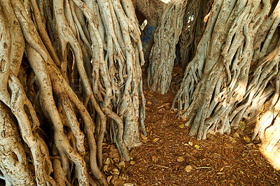 Buy stock photo Closeup Banyan tree of Oaho growing wild on a sunny day. Many big overgrown roots growing into rich soil in Hawaii. Soothing views of a nature woodland landscape and its hidden beauty in a rainforest