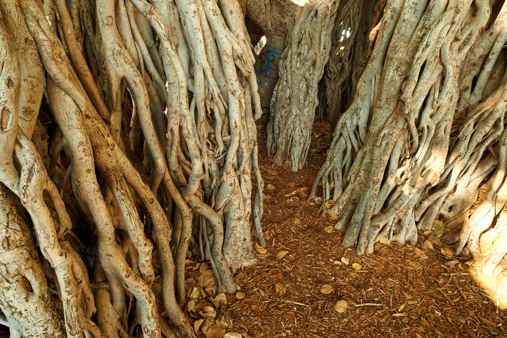 Buy stock photo Closeup Banyan tree of Oaho growing wild on a sunny day. Many big overgrown roots growing into rich soil in Hawaii. Soothing views of a nature woodland landscape and its hidden beauty in a rainforest