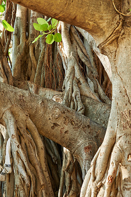 Buy stock photo Landscape of a tangled tree trunk with branches. Old native fig tree growing in a wild forest or jungle with wood bark details. Closeup of a twisted trunk on a Banyan tree in Waikiki, Honolulu Hawaii