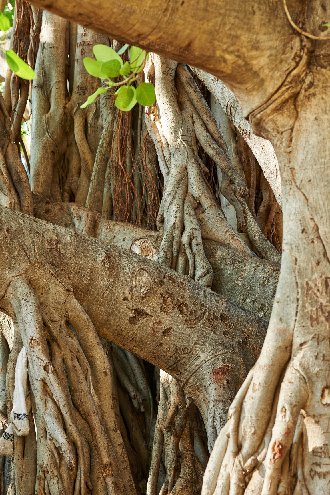 Buy stock photo Landscape of a tangled tree trunk with branches. Old native fig tree growing in a wild forest or jungle with wood bark details. Closeup of a twisted trunk on a Banyan tree in Waikiki, Honolulu Hawaii