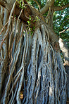 Banyan tree 