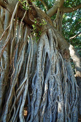 Buy stock photo Overgrown vines or roots in a forest. Native wild fig trees in mysterious landscape. Closeup of a Banyan tree in Waikiki, Honolulu Hawaii, USA. Large tree trunk with texture detail in the jungle